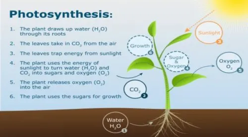 photosynthisis, diagram,