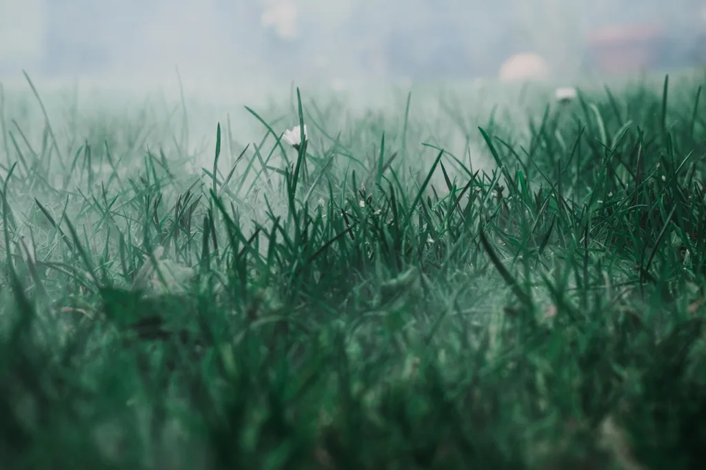 meadow, fog, grass-5648849.jpg