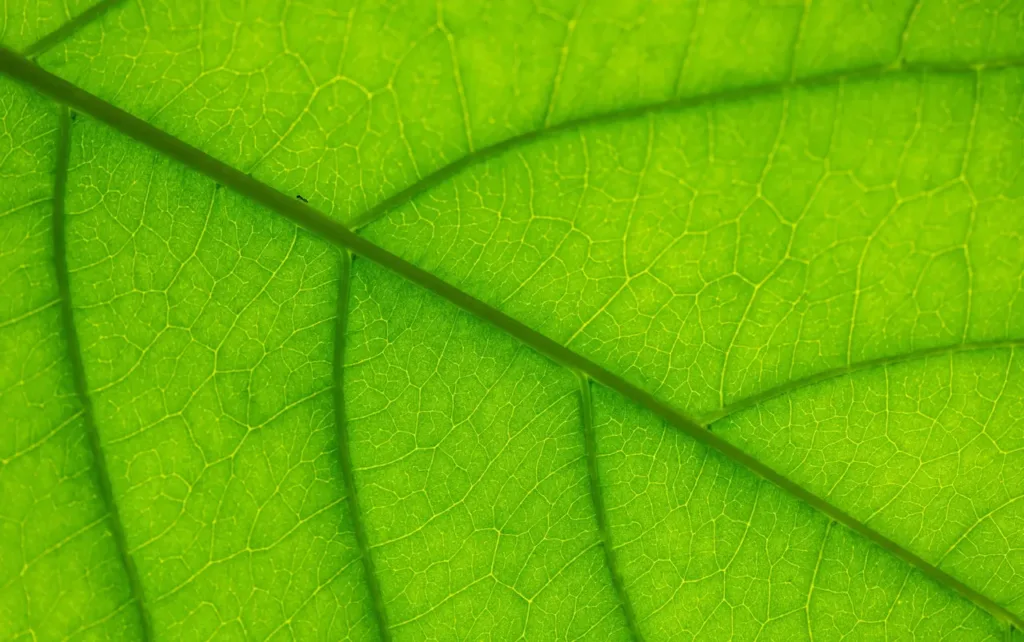 close, image, leaf,