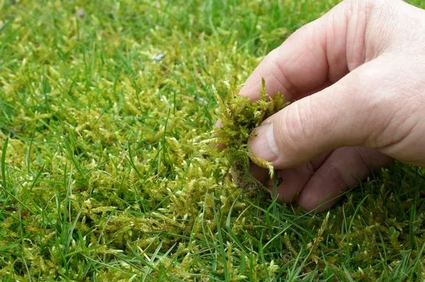 moss, grass, turf,
