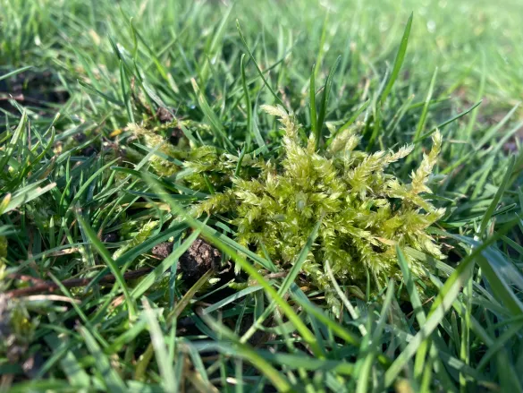 moss, turf, grass,