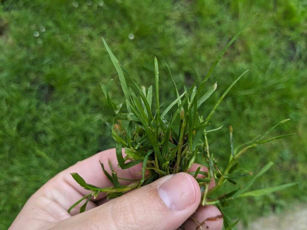 grass, leaves, plant,
