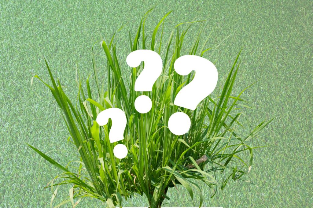 what is grass?, turf, grass,
